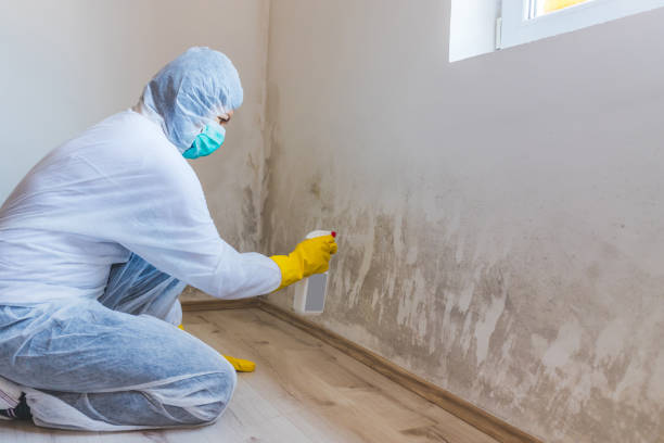 Licensed Commercial Mold Remediation service in Annandale, NJ - WQB Mold Removal